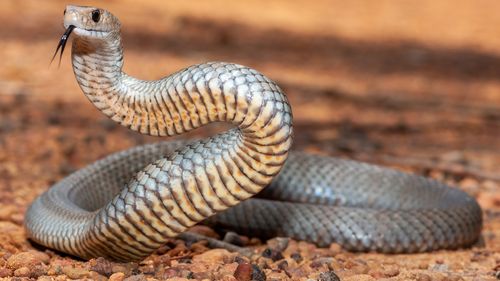 Australian Eastern Brown Snake in defence stance