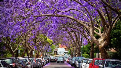 The jacarandas in bloom on McDougall Street, Kirribilli