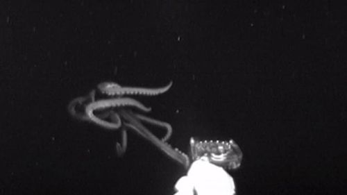 Scientists spotted a giant squid in US waters.