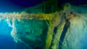 Velella shipwreck Italy