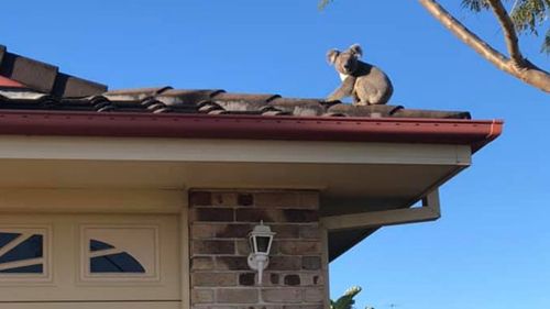 Housing developments are increasingly destroying what is left of koala habitats.