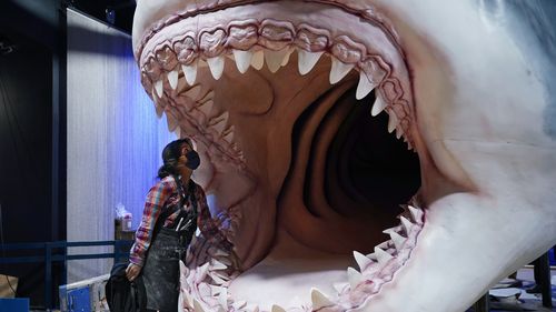 A worker looks into the mouth of a model of the ancient megalodon shark, at the  American Museum of Natural History, in New York.