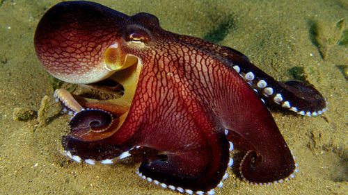 Savvy squid, octopuses and cuttlefish on the rise despite warming oceans