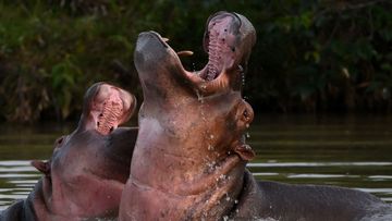 The descendants of drug kingpin Pablo Escobar&#x27;s hippos present an environmental threat.