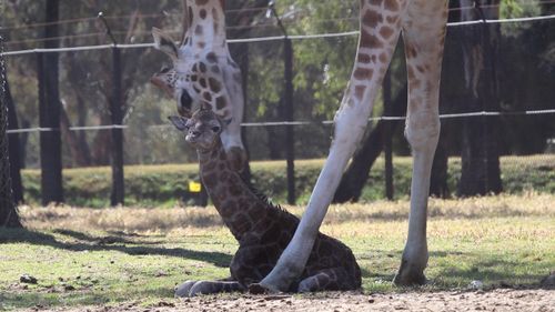The zoo welcomed two new giraffes a week apart.