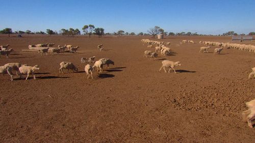 Farmers are losing livestock because they are unable to survive the harsh conditions. Image: 9News