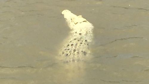 The white crocodile is believed to be the child of a similar crocodile that used to live in the same river. (NT Crocodile Conservation &amp; Protection Society)