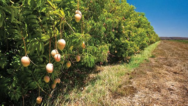 Follow the fruit trail