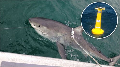 Great white sharks tracked travelling close to popular NSW beaches, new data reveals