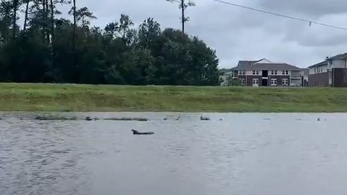 A dolphin was spotted gliding through flood waters after the hurricane in the USA.