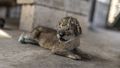 Lion cubs bring joy to war-scarred Gaza