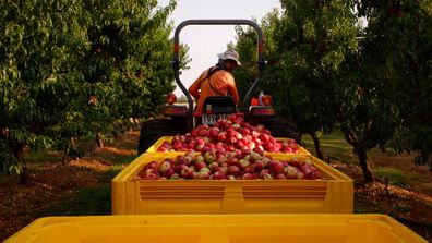 Nectarines ready for packing for Australian summer stone-fruit season