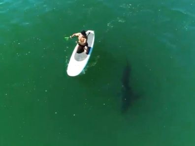 Orlando Bloom paddleboarding in the ocean with a shark.