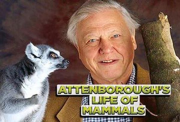 Attenborough's Life of Mammals