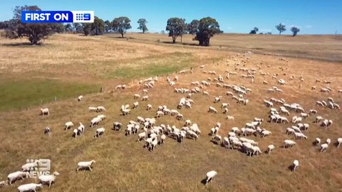 Almost $30, 000 worth of sheep has been stolen from a 1,200-acre farm on the outskirts of Bendigo. 