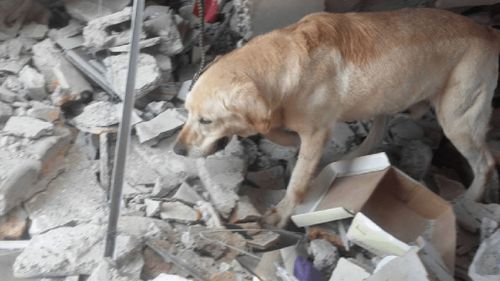 Hero dog dies of exhaustion after pulling seven Ecuadorian earthquake victims to safety