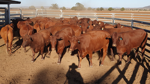 The last of the Browns' Santa Gertrudis cows, which they were forced to sell. 