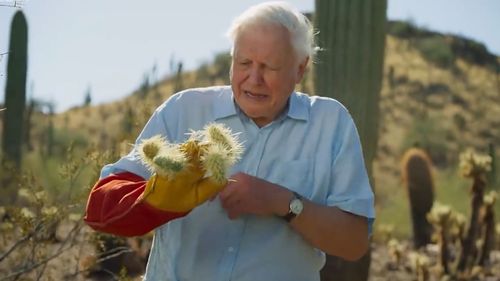 Sir David Attenborough is spiked by a teddy bear cholla cactus.