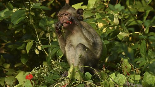 A monkey eats a flower in the early morning on the side of the road near Thap Kwang village in Central Thailand. 17th November, 2018. Photo: Kate Geraghty