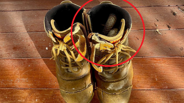 Gunter Glasser said the tradie was lucky to have seen the scales, which almost blended into the interior of the shoe.