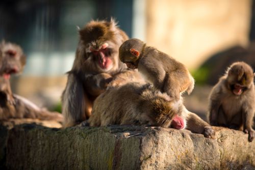 Tasmanian Council Plans Sterilization of Japanese Macaques in City Park