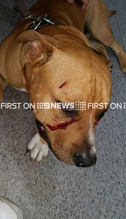 Juice suffered extensive injuries during the attack. (9NEWS)