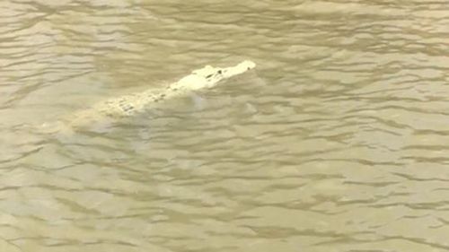 The croc was photographed by tourists on a river crew. (NT Crocodile Conservation &amp; Protection Society)