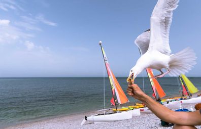 Seagull stealing ice-cream cone from beach-goer
