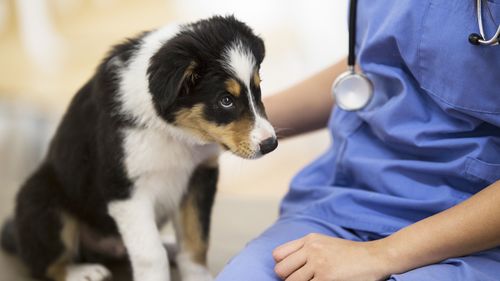 Chien triste chez le vétérinaire