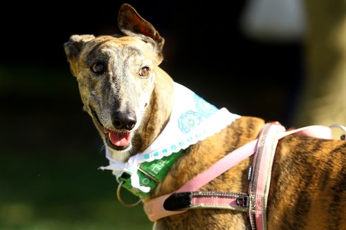 Greyhounds will soon be able to be muzzle-free. (AAP)