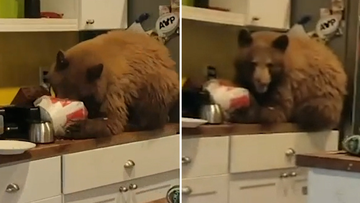 A Man in Sierra from the US found a bear inside his house eating KFC.  
