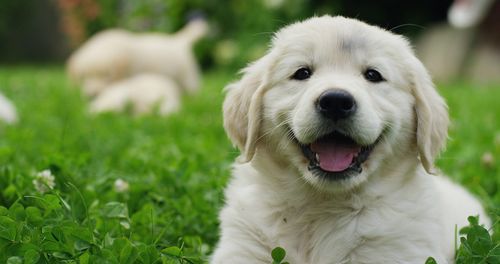 Puppies Golden Retriever smiling