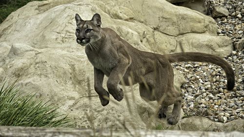 Mountain lions rarely attack humans.