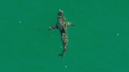 There have been 11 shark interactions off the WA coast this year alone. (9NEWS)