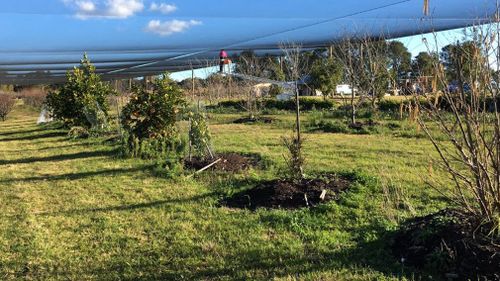 Top 40 orchard in Wollondilly before drought hit and owner Lynette Rideout ran out of water.