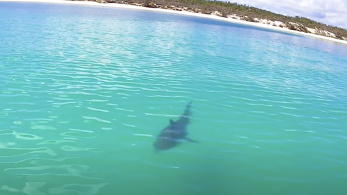 The sharks were swimming close to the Fraser Island shoreline to feast on a dead humpback whale.