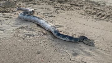 The &#x27;big&#x27; sea snake washed up on Sunshine Beach, in Noosa.