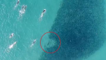 Hungry sharks filmed swimming meters from oblivious surfers at Sydney&#x27;s busiest beach