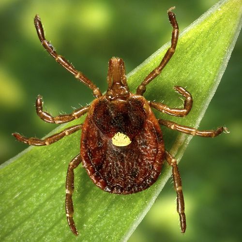 A Lone Star tick, which despite its Texas-sounding name, is found mainly in the south-east of the US.