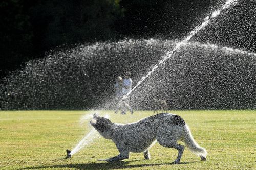 A dog plays with a sprinkler in Queens Park, Sydney, today.