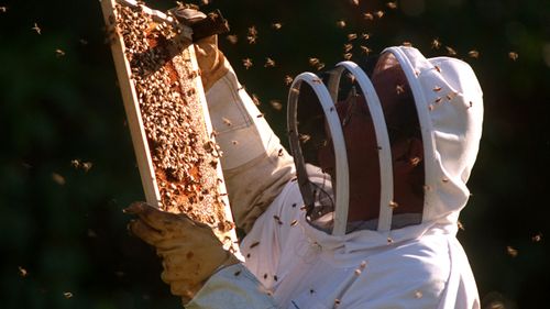 NSW beekeepers are on the front line of Australia's fight to stop varroa mite spreading across the country.