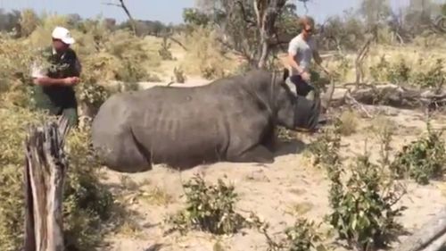 Prince Harry took part in conservation projects in southern Africa. (Instagram / @kensingtonroyal)