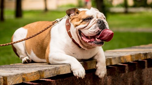 Cute English bulldog at the park.