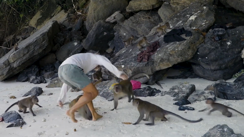 Aussie family attacked by monkeys at Monkey Beach in Thailand.