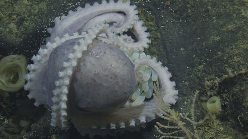 Researchers found that the octopuses' eggs hatched in less than two years — much more quickly than the team had expected.