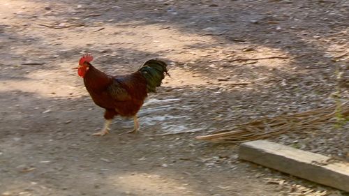 Gary claims Sandy's rooster wakes him at all hours.