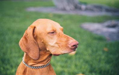 Handsome purebred dog, just beautiful canine, in a portrait wearing a collar outdoors