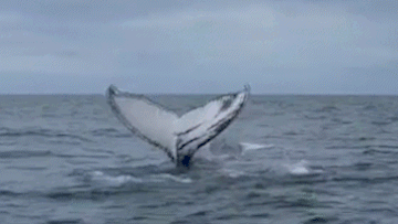 Humpback whale looper.