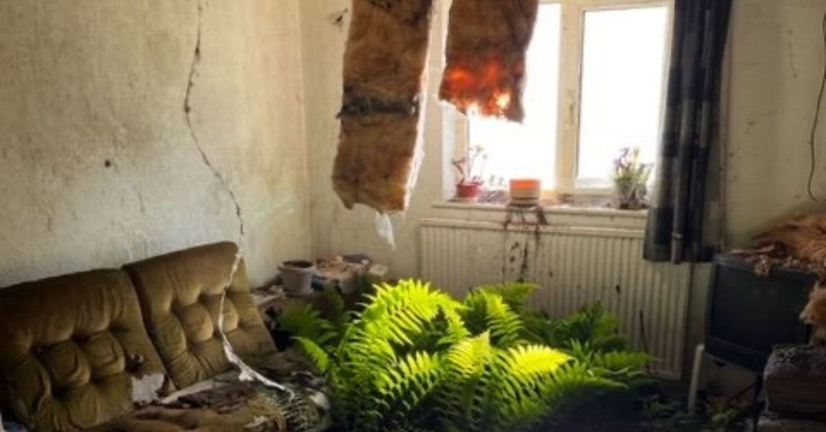 Immobiliare internazionale: una casa viene trovata svogliata e vuota con alberi che crescono al suo interno