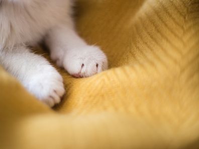Bright white cat paws. Cat.
